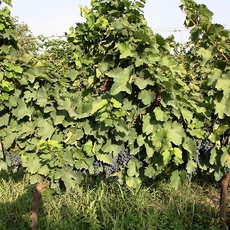 Отель Cellar Шилда Экстерьер фото